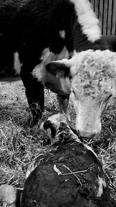 41K views · 2.3K reactions | There's something so special about watching a heifer bond with her first newborn calf 殺癩凉 #birth #newlife #wonderful #spring #calf #cows #farming #newborn #calving #herefords | Elwess Herefords | Facebook