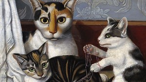 Why do so many cats have white 'socks' on their paws?