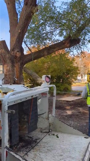 How fitting we do a elm on Halloween and it was just absolutely huge...