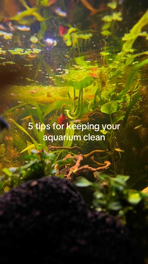 7.2K views · 33 reactions | Here are 5 easy tips every fishkeeper should know:1. A Good Filter — your tank's heart!Add Filter Floss or Ammonia Pads catch the stuff you can't even see.2. Snails — nature's vacuum cleaners.3. Shrimp - tiny cleaners, big impact.4. Floating Plants — natural water filters that fight algae.5. Manage Feeding - feed for your tank, not your eyes!#aquarium #fishtank #aquascape | murderpea | Facebook