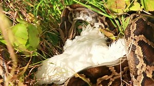 Close-up of a large spotted snake python in the grass, swallowing its prey. The largest snake in nature. Selective focus