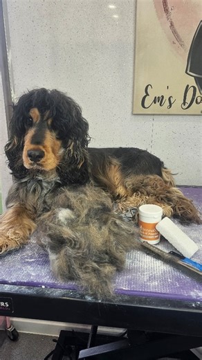 Em's Dog Grooming Parlour | Ernie - Show Cocker Spaniel ✨ The Magic of Handstripping – Show Cocker Spaniel Edition ✨ There is nothing quite like the transformation... | Instagram