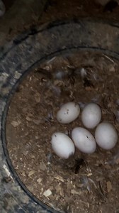El flujo de caja 💵 recurso importante para el mantenimiento y sostenimiento de toda empresa 🙏👨‍🌾 | Los criollos