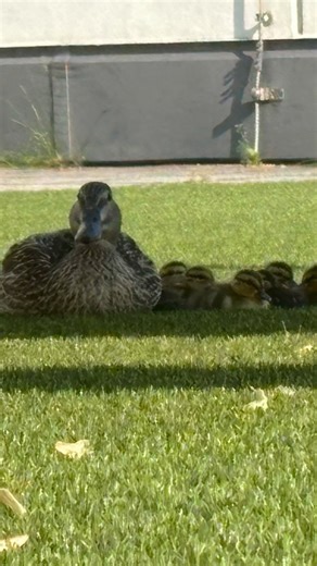 A very special guest family at the Austria Center Vienna 🐣🦆🌿 Over the past few weeks, we had some adorable new residents move in—right on one of our green terraces! A mother duck chose one of our flower troughs as the perfect, peaceful spot to lay her eggs. Quietly and undisturbed, she nested there, and just a few days ago, we witnessed something truly special: a little family of ducklings hatched right here at the Austria Center Vienna! 💛 It was a moment full of wonder and joy for our team.