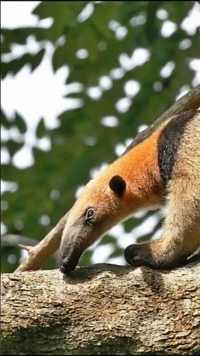 a day in the life of an anteater #shorts