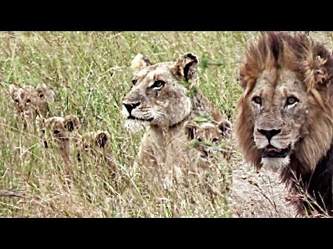 Male Lion and Lioness Together With 4 Tiny New Cubs