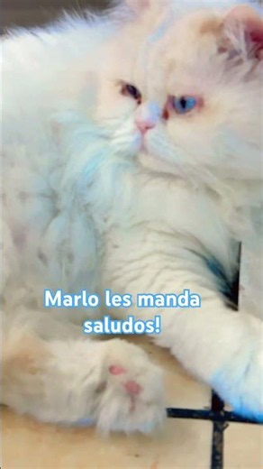 Marlo, les mando le manda saludos #gatochistoso