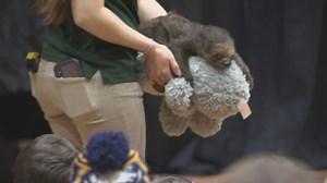 Meet a sloth! Natural History Exhibition