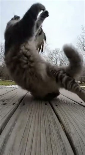 Hawk Attacks Maine Coon on Porch 🦅🐈📹 Epic showdown caught live #wildlife #cats #nature