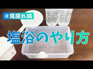 はじめての塩浴にチャレンジ！#アクアリウム #塩浴のやり方 #熱帯魚 #尾腐れ病