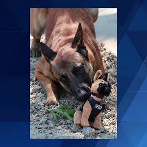 64K views · 928 reactions | Some great news to share about Nero, the Yarmouth Police Dept. K-9 who was shot. ❤❤❤ https://on.wcvb.com/2PP6MLC | WCVB Channel 5 Boston | Facebook