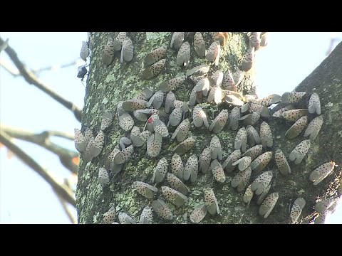 Spotted lanternfly a real pest in Pennsylvania