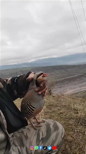 Chukar Partridge | Beautiful Keklik Bird in Mountains #shorts#keklik