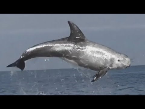 Facts: Risso's Dolphin