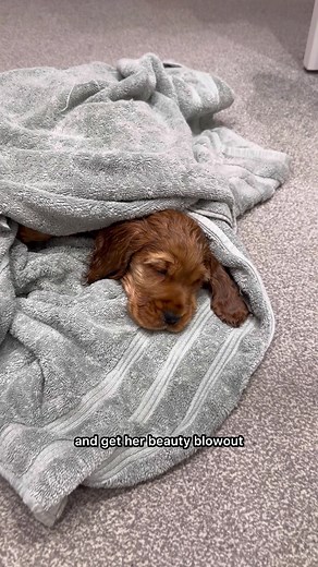 Willow's First Bath at Home: A Cocker Spaniel Journey