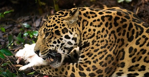 Jaguars: Apex Predators of the Rainforest