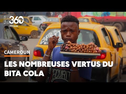 Cameroun: petit cola, la noix aux grandes vertus thérapeutiques