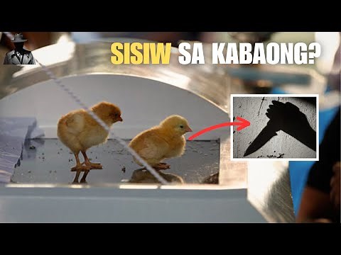 BAKIT MAY SISIW SA KABAONG?