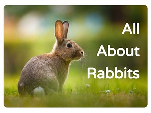 All About Rabbits