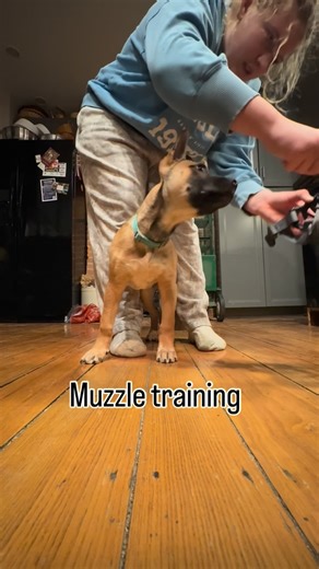 Nala on Instagram: "First muzzle training session #dogtraining #muzzletraining #puppylife #puppybiting"