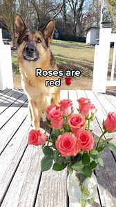 A thank you poem to my dad ❤️ #germanshepherd | Best Boy Benson
