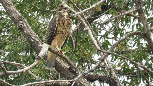 Colorado's best raptor ID class is back on October 11th at Barr Lake State Park. Spaces are selling fast...don't miss this opportunity to improve your raptor IQ! | Raptor Education Foundation