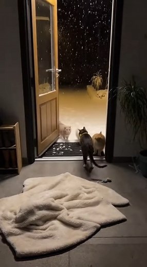 5.5K views · 110 reactions | Cat taking care of other cats in cold weather #cat #pet #fblifestyle | Pets Lovers | Facebook