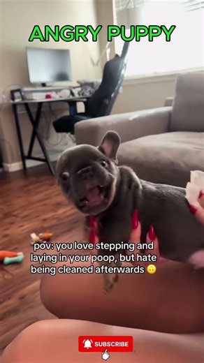 Puppy vs Cleaning Time… He’s Not Having It