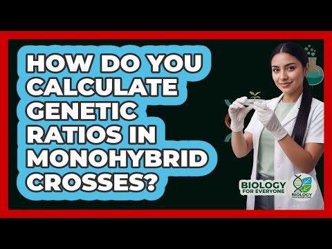 How Do You Calculate Genetic Ratios In Monohybrid Crosses?