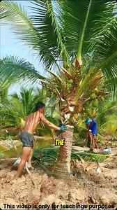 Thai farmers uproot mature coconut trees to sell them for huge profits! See the surprising reason why buyers prefer these big, ready-to-fruit trees. Smart business! #Agriculture #SmartFarming #usa #hollywood #DidYouKnow #englishfacts #canada #africa | thefactfile