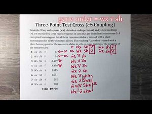 Three-Point Test Cross