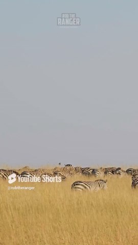Must-See Great Migration Moving Across African Plains