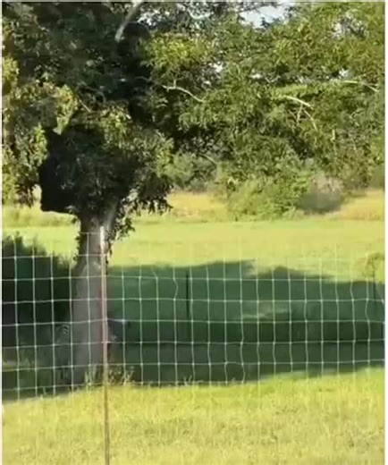 Zebras Escaping: A Humorous Look at Animal Behavior