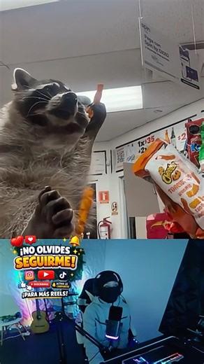 Raccoon Thief, Pay First!