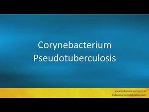 Pronunciation of the word(s) "Corynebacterium Pseudotuberculosis".