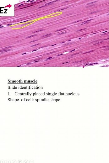 Histology of muscular tissue #shorts #histology #muscle