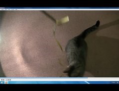 MTS-Datei abspielen - so klappt's