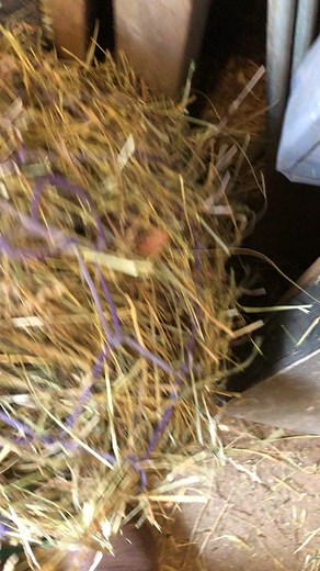 First Miniature horse show of the season!