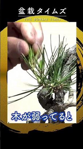 [Japanese red pine] Picking buds from Japanese red pine