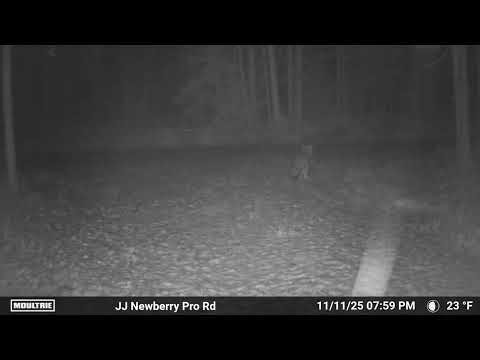 U.P. Wolf pooping in our driveway