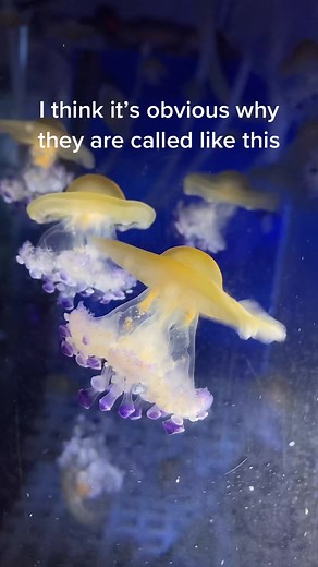 JellyfishFarm on TikTok