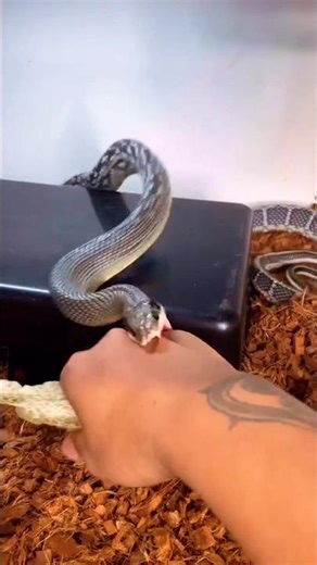 How do snakes change their skin? #snake #viral #animals #facts #wildlife #skin