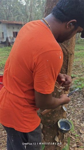 Thomas Antony on Instagram: "റബ്ബർ വെട്ടിൻ്റെ ഗുണങ്ങൾ - part 1 #highlights2025 #followerseveryonehighlights #viralreelschallenge2025viralreelschallengejaiviralreelschallengeviralreelschallenge #followerseveryone #shortsreels #viralreelsfacebook #viralreelschallenge #trendingreels #trendingreelsvideo #TrendingNowIndia #viralvideochallenge #rubber #rubbertapping #RubberIndustry #rubberplant #rubbertree"