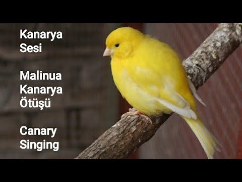 Most Powerful Spectacular performance Malinua - Waterslager Canary singing | 2 Hours