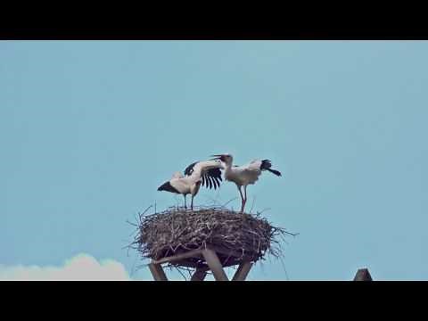 Störche bei der Paarung - Storchenpaar auf dem Storchennest