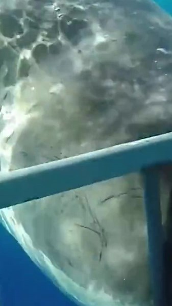 Wild Animal Encounters That Turn Fierce and Crazy