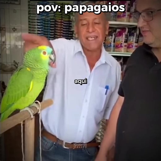 Papagaio Falando: Humor e Memes Engraçados