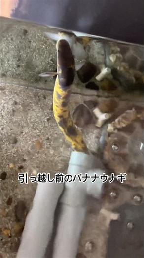 引っ越し前のバナナウナギ #アクアリウム #うなぎ