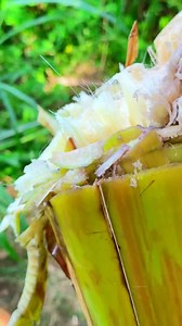 Banana Steam Juice | Village Mom Recipes