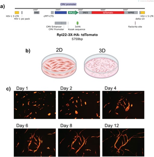 TRAP seq in 3D angiogenesis assays reveals a distinct endothelial translatome associated with early and late stages of morphogenesis - Scientific Reports